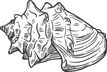 Wall Mural - Sketch sea shell, underwater mollusk clam conch