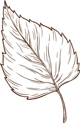 Poster - Sketch birch leaf, vector engraved autumn foliage