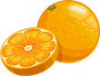 Orange fruit fresh vector citrus garden ripe plant