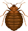 Bedbug icon, insect parasite, bed bug pest control