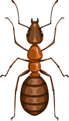 Wall Mural - Ant insect, pest control, parasites extermination