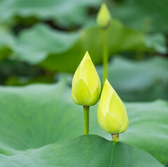 White lotus flower in garden pond