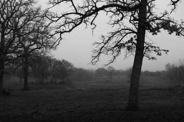 Wall Mural - Foggy field in Texas landscape with eerie silhouette of trees during winter morning outdoors in nature.