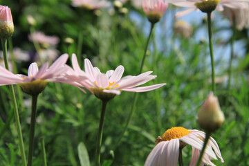 Wall Mural - daisy flowers on back ground of the season landscape. 9 April 2011