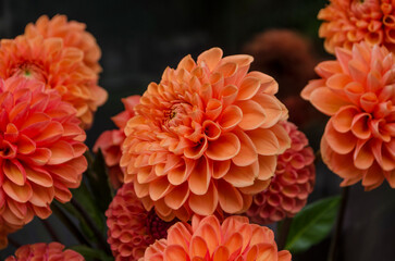 Wall Mural - Apricot-orange dahlia on a blurred background.