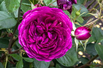 Wall Mural - Flowers of ‘Plum-Purple’ Floribunda Rose