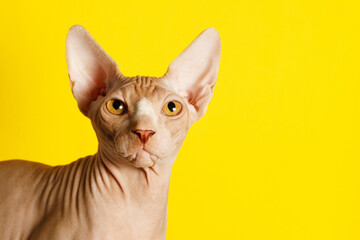 Aufkleber - cat breed Canadian Sphynx on a yellow