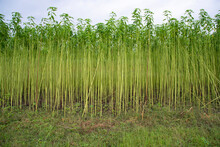 
Green Jute Plantation Field.  Raw Jute Plant Landscape View