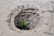 Green sprout of vegetation growing from a red brick well among reinforced concrete slabs