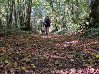 Sticker - Promenade dans les bois.