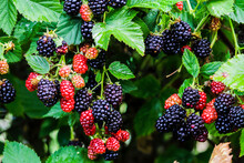 Delicious Blackberries On A Green Branch In The Garden