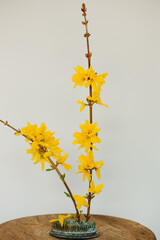 Wall Mural - Still Life of Forsythia Flower Stems on a White Background