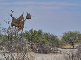 big sociable weaver bird nest in a dry tree