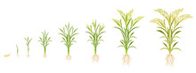 Rice Growth In Stages. Cycle Of Growing Grain Crops. Plant Development Infographic From Seed To Harvest.