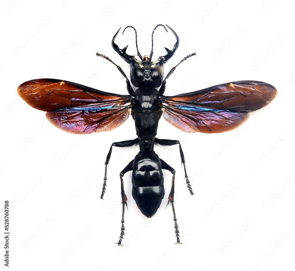 標本 Sulawesi Megalara garuda 55mm(wings) 標本 Sulawesi Megalara