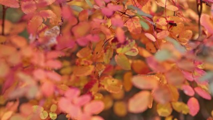 Wall Mural - bright red and orange leaves. fine autumn video background