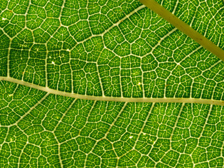 Wall Mural - macro photography of a leaf texture