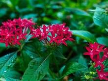 Red Pentas Flowers On A Flowerbed After Rain In The Park Close-up