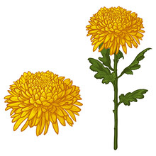 Yellow Chrysanthemum Flowers Isolated On White Background. Vector Illustration.