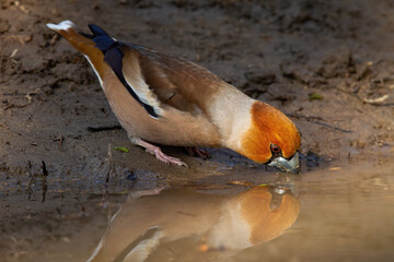 Wall Mural - Hawfinch, coccothraustes coccothraustes, drinking water from spash with reflection on surface. Colorful bird standing on mud. Feathered animal bending to the wetland.