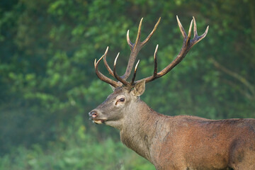 Wall Mural - red deer, cervus elaphus, looking in woodland in autumn in close up. wild brown mammal observing in 