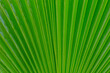 © Iurii Gagarin - Abstract background of exotic big leaf with selective focus.