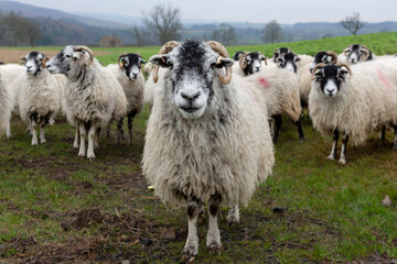 Wall Mural - Selective focus of one aged and defiant Swaledale ewe, or female sheep, facing front with the flock behind her.  Close up. Yorkshire Dales, UK.  Copy space.