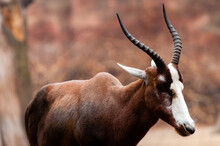 A Blesbok Antelope (Damaliscus Pygargus), South Africa