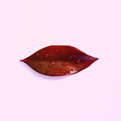 Rain drops on fresh red leaf, minimal nature concept on pastel pink background. Beauty care natural products idea. 