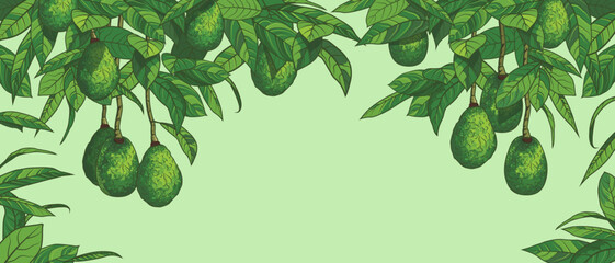Ripe avocado fruits hang together with leaves on the branches of an adult tree. Vector illustration for a poster or banner for a fruit shop or website. Ecological production. Farm branding. Harvesting