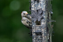 Female Red-bellied Woodpecker On Feeder.