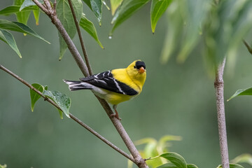 american goldfinch.