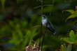 juvenile Ruby-throated Hummingbird