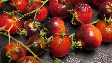 Wall Mural - Crop of ripe indigo tomato on dark slate, closeup of fresh whole black cherry kumato