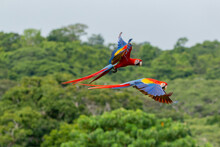 Wildlife Of Corcovado In Costa Rica: Two Colourful Scarlet Macaws Flying By In Fron Of Green Background