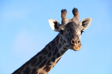 giraffe