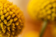 Tiny Yellow Flowers Fade To A Smooth Background