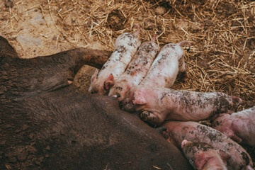 Freshly born baby pigs drink milk at your pig mother