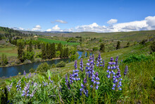 Blue Flowers Blooming On A Lupine Plant, Wildflower Native To The Dry Shrub-steppe Environment In Central Washington
