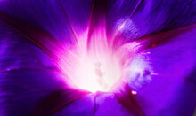 Close Up Of Vivid Blue And Purple Morning Glory Flowers Texture Background