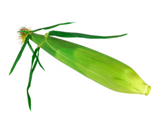 fresh corn cob isolated on white background