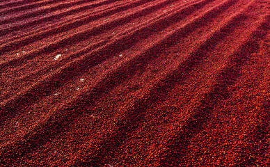 Wall Mural - Coffee beans drying in the sun. Coffee plantations at coffee farm