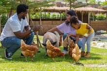 Asian Mix Black African Family Fun Feeding Pig And Chicken At An Animal Farm