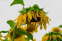 Yellow Sunflower In Sunset Light. Close-up. Sunflower, Close-up. Large Drooping Yellow Large Flower