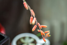 Close Up Photo Of Aloe Perryi Flower And Blurred Background
