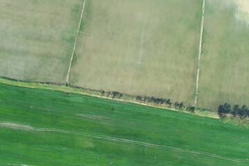 Wall Mural - Green rice Fileds aerial view Thailand countryside