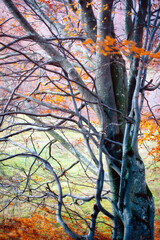 Wall Mural - A wonderful dawn in the autumn forest.