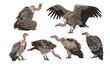 Set of African vultures Griffon vulture or Eurasian griffon. Wild birds of Africa. Realistic vector animals