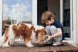 © Татьяна Волкова - Little fair haired excited boy feeding and watering new dog brown and white Cavalier King Charles spaniel. Care and love