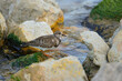 Ruddy turnstone Arenaria interpres small wading bird